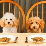 The best dry dog ​​foods