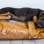 best food for german shepherd puppies