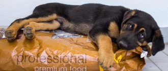 best food for german shepherd puppies
