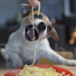 Pasta for dogs: possible or not