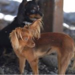 Small and fearless Russian Toy Terrier