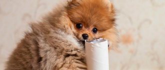 Little Pomeranian chewing on a tube of toilet paper Photo
