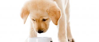 Little puppy learns to eat from a bowl