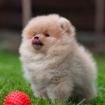 Little Spitz with a ball Photo