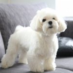 Maltese photo of an adult dog