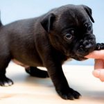 The baby bites: master class on how to stop a puppy from biting