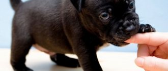 The baby bites: master class on how to stop a puppy from biting