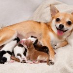 Mom with puppies