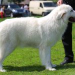 Maremma-dog-Description-features-character-types-care-and-price-of-Maremma-5