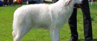 Maremma-dog-Description-features-character-types-care-and-price-of-Maremma-5