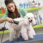 Poodle machine grooming
