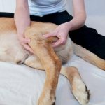 Massage for a dog with paralysis of the hind legs