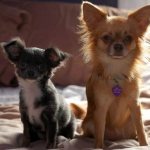 Small-breeds-dogs-Description-names-types-and-photos-of-small-breeds-dogs-4