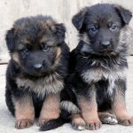 Month-old German Shepherd puppy: height, weight and proper feeding