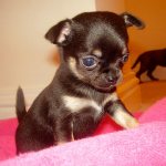 Mini Chihuahua Photo