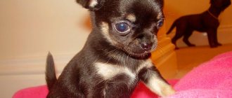 Mini Chihuahua Photo