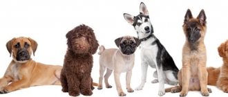 many dog ​​breeds in one photo