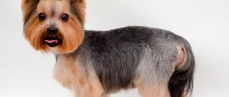 Model hairstyle of a Yorkshire terrier Photo