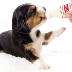Milk for puppies