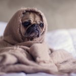 Pugs snore - reasons and what to do if snoring becomes dangerous