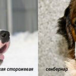 Московская сторожевая и сенбернар: разница