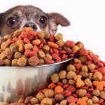 Можно ли давать собаке сухой корм?