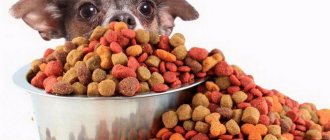 Can I give my dog ​​dry food?