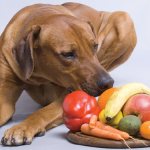 Can dogs eat fruits and vegetables?