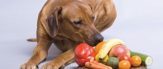 Can dogs eat fruits and vegetables?