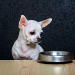 Can dogs have a mixed diet?