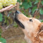 Can dogs eat grapes?