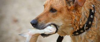 can a dog eat fish