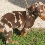 marbled dachshund