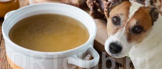 Meat broth for dogs