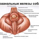 Perineal muscles
