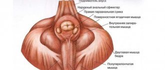 Perineal muscles