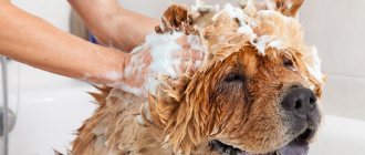 Washing a dog with flea shampoo