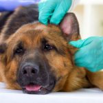 На кончиках ушей у собаки болячки покрытые корочкой: причины, лечение
