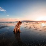 At sea with a dog: rules for relaxation