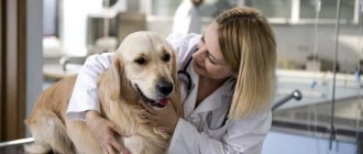proper care of your dog after sterilization