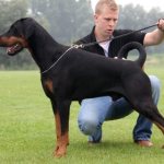 &quot;Natural&quot; Doberman with undocked ears