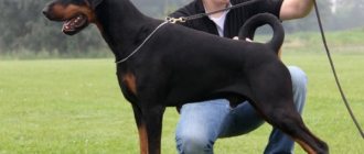 &quot;Natural&quot; Doberman with undocked ears