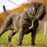 Neapolitan Mastiff - history and breed standard, character traits, comparison with Cane Corso