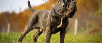 Neapolitan Mastiff - history and breed standard, character traits, comparison with Cane Corso