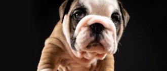 Недержание мочи у собаки: причины, план диагностики, способы терапевтического и хирургического лечения