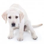 Malaise in dogs when vomiting blood