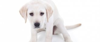Malaise in dogs when vomiting blood