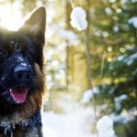 German Shepherd against the backdrop of a winter forest