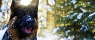 German Shepherd against the backdrop of a winter forest