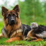 German-shepherd-dog-Description-features-types-care-maintenance-and-price-breeds-2